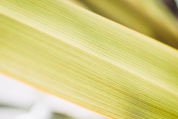 Close up sur des nervures de feuilles de plante verte avec une belle lumière en transparence - Arrière plan verdure flou design