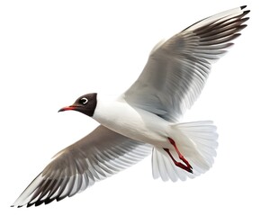 Obraz premium seagull isolated on white