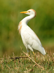 garcilla en los carrizares