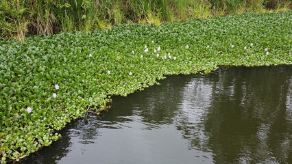 Flowers on the lake