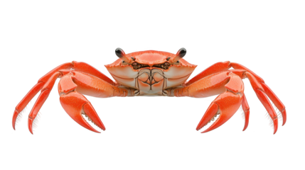 Intricate closeup, crab's anatomy and textured shell against a dark background closeup