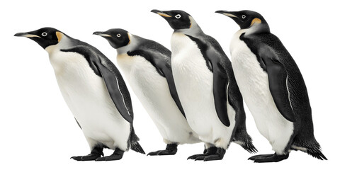 Obraz premium Four Majestic Emperor Penguins in Profile Against Isolated On Transparent Background