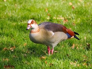 Nilgans (Alopochen aegyptiaca) im Stadtpark