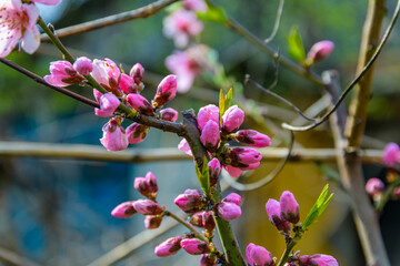 Flowers on branches of the blossoming peach tree in spring