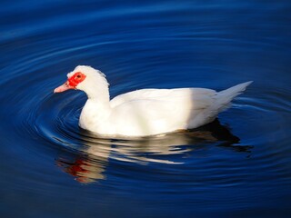 Schwimmende Warzenente (Cairina moschata) im Stadtpark