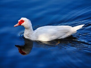 Schwimmende Warzenente (Cairina moschata) im Stadtpark