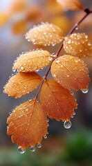 autumn leaf with drops of dew