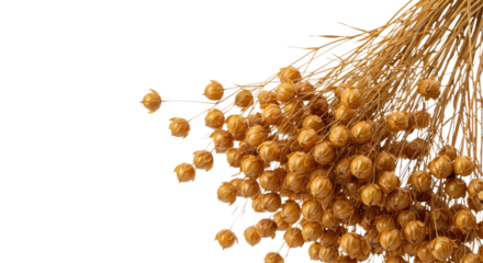 Dried Linseed Pod Cluster on Flax Stalks PNG - Crisp Texture Natural Aging Botanical Isolated Element