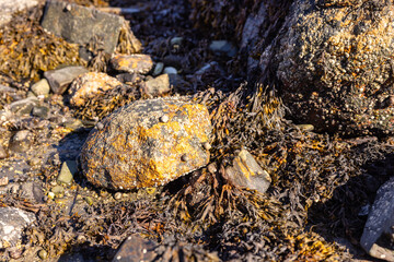 Close up photo of large and small rocks at low tide covered in barnacles seaweed crustaceans on bright sunny day no people