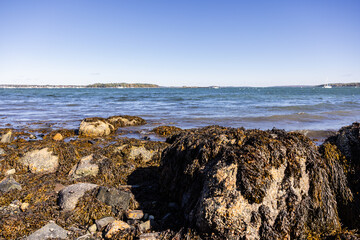 Photograph of algae seaweed covered rock and shoreline at low tide on bright sunny day with calm waters