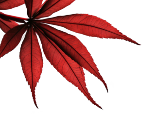 Isolated Red Japanese Maple Leaf Transparent Background Photo
