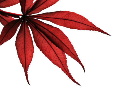 Isolated Red Japanese Maple Leaf Transparent Background Photo
