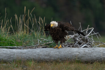 Bald Eagle Shaking Feathers