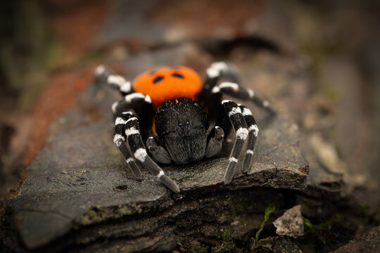 Ladybird spider (Eresus sandaliatus), male, Belgium
