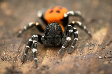 Ladybird spider (Eresus sandaliatus), male, Belgium
