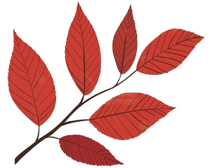 Obraz premium Isolated Red Autumn Leaves On A Branch Illustration With Transparent Background