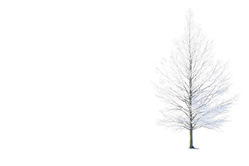 Fototapeta premium Isolated Silver Leaf Ornament on Transparent Background Illustration