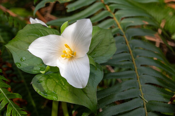 A wild trillium along the path in early sping