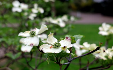 Blumen-Hartriegel-Zweig im Frühling