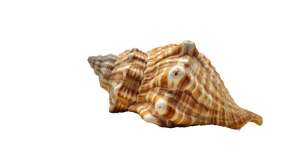 Fototapeta premium Sea Shell in Sand Pile Isolated PNG Side View - Beach Nature Element Graphic White Background