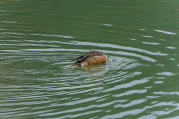 水中に潜るカルガモ