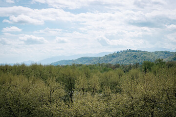 Fototapeta premium mountain landscape with trees and clouds in pau france