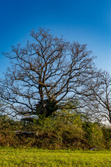 Obraz premium Altes Baumhaus auf einem großen und kahlen Baum