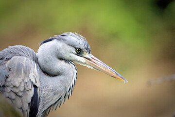 Heron
