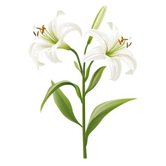 Naklejka premium Elegant white lilies blooming beautifully serene and peaceful nature