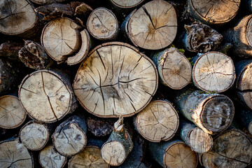 Brennholz Lager am Waldrand