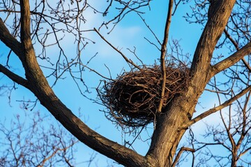 Majestic Squirrel Nest High Among Tree Branches in a Winter Forest Under a Clear Blue Sky