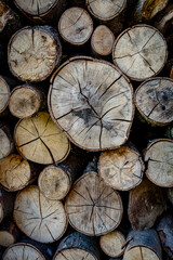 Brennholz Lager am Waldrand