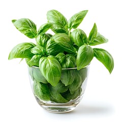 Fresh Basil in Glass: A close-up shot of vibrant green basil leaves nestled in a clear glass, a testament to the plant's natural beauty and aromatic allure. 