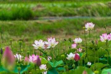 田園に咲く薄紅色の蓮の花