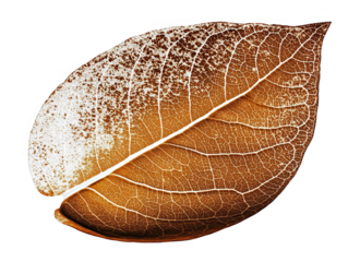 Isolated Transparent Leaf Illustration With Golden Veins on a Black Background