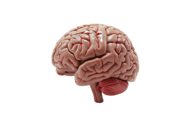 Anatomical brain model showcasing its lobes, fissures, and textures.  Realistic anatomical representation on a transparent background