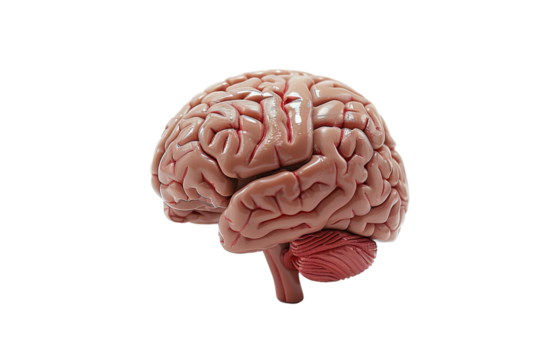 Anatomical brain model showcasing its lobes, fissures, and textures.  Realistic anatomical representation on a transparent background