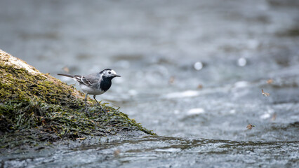 Motacilla alba aka White wagtail in his habitat. Slender bird from Czech republic