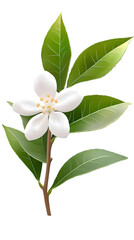 Fototapeta premium Isolated White Blossom with Green Leaves PNG Floral Illustration