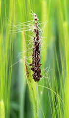 A spike of barley is infected with the fungus Ustilago nuda