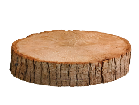 Isolated Wooden Log Slice Displaying Natural Wood Grain Texture on Black Background