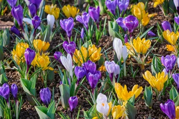 Fotobehang Krokus crocus mixed in flower bed  © H.A.Colijn