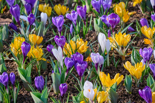 crocus mixed in flower bed