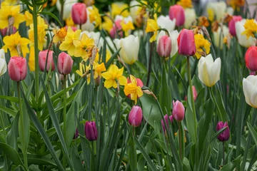 Selbstklebende Fototapeten Frühlingserachen im Münsterland © Stephan Sühling