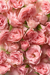Roses full frame. Top view. Romantic background