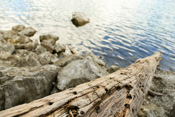 A log is on the ground next to a body of water