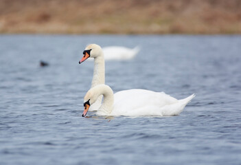 Mute swans on the lake.