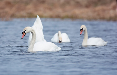 Mute swans on the lake.