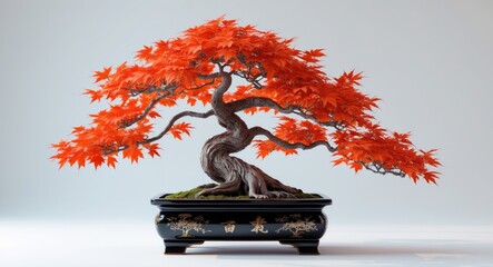 Red bonsai trident maple in autumn against a white backdrop with clipping path