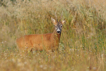 Sarna europejska (Capreolus capreolus) roe deer © Bartosz Rakoczy